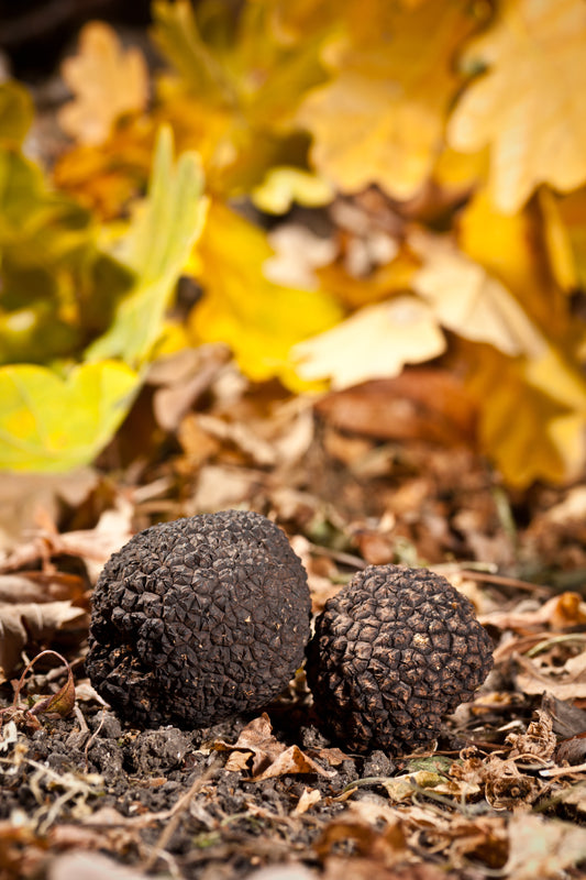 Tartufo Tuber Uncinatum